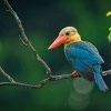 Lednacek gurial - Pelargopsis capensis - Stork-billed Kingfisher 9985